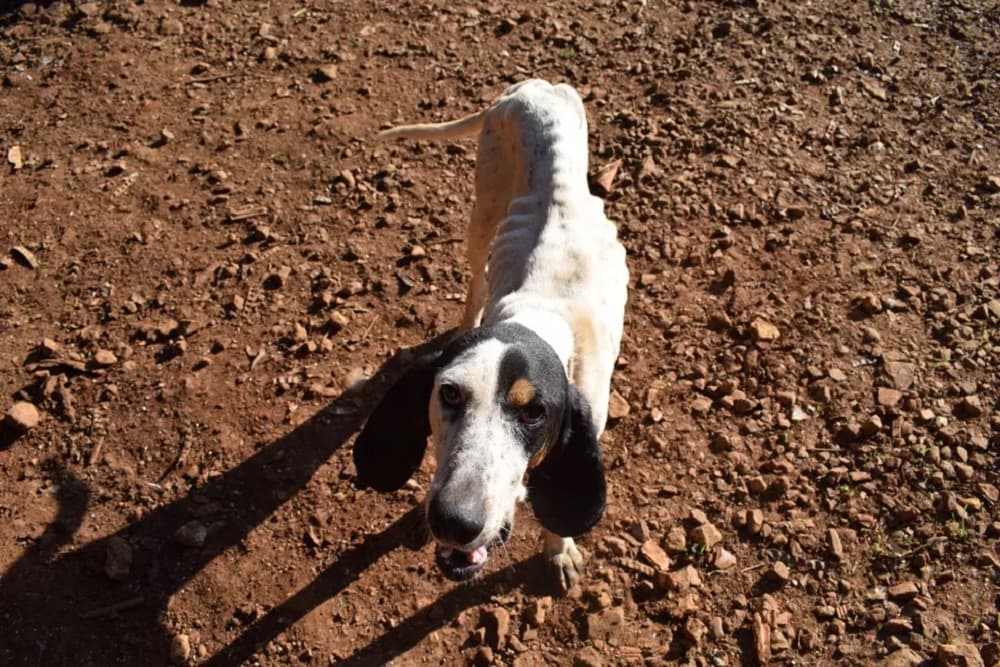 Homem é preso por manter mais de 80 cães sob maus-tratos