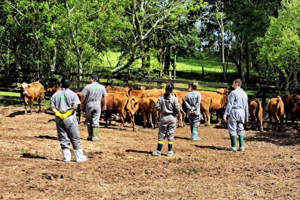 Estado alerta produtores sobre febre aftosa após foco na Alemanha