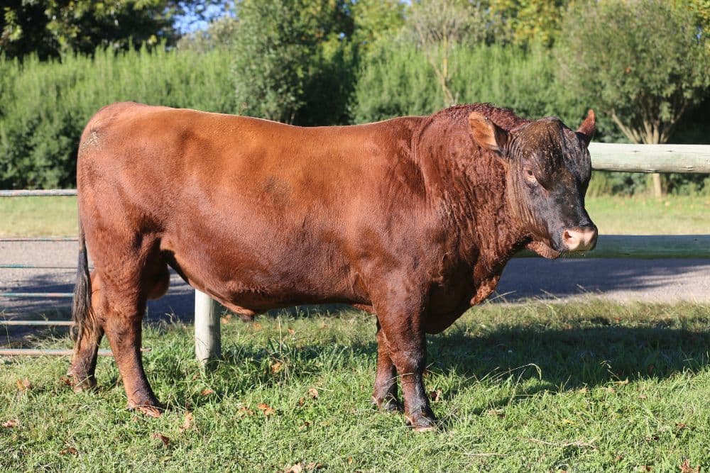 Homem é atacado por touro no interior de Três Passos