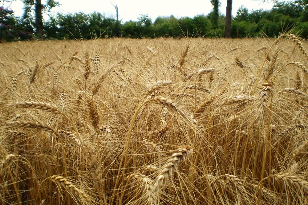 Produtores de trigo do RS poderão vender até 200 mil toneladas da safra para o Governo Federal