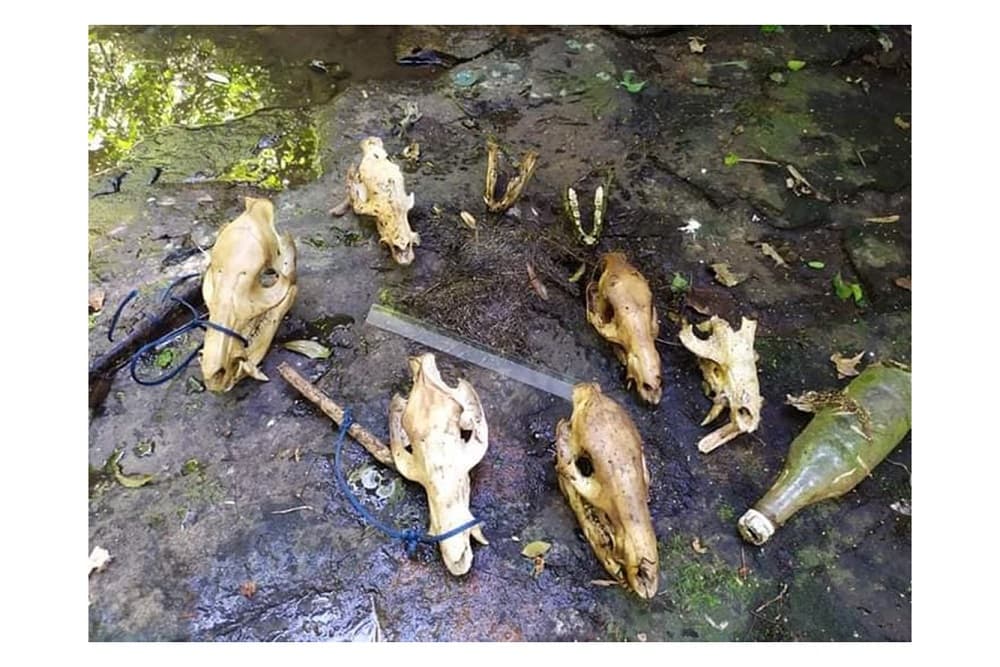 Crueldade: Onça-Parda é morta no Parque Estadual do Turvo