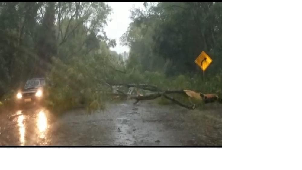 Temporal derruba árvores e destelha casas no RS