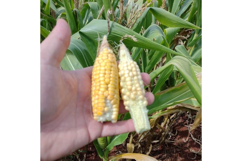 Estiagem causa queda drástica de produtividade em lavouras de milho em Santo Augusto