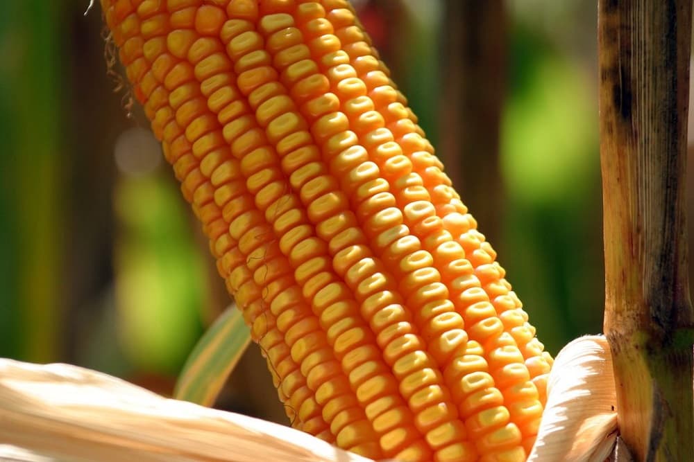 Imposto de importação para milho e soja é suspenso até o fim do ano