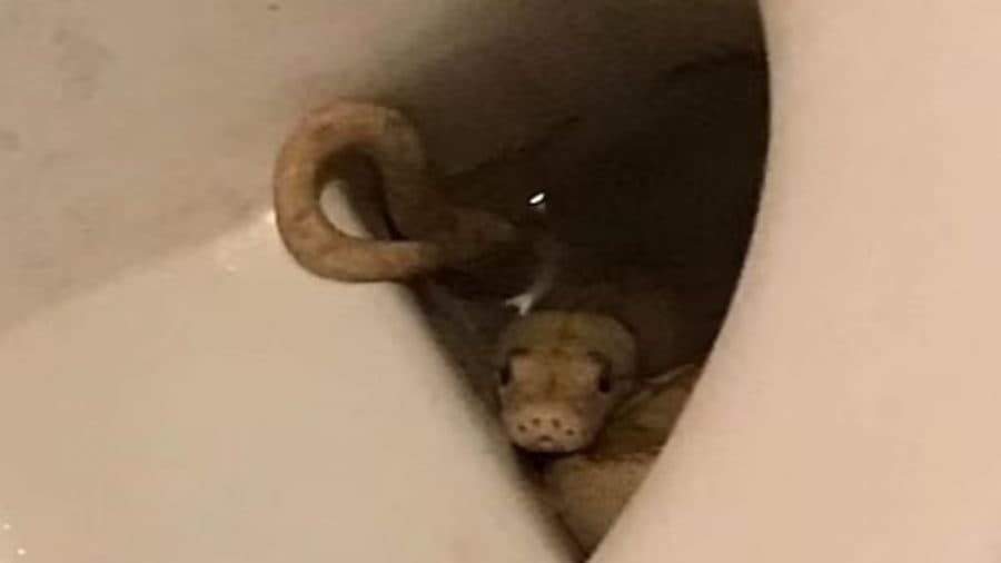 Homem é picado nas partes íntimas por cobra que estava dentro do vaso sanitário