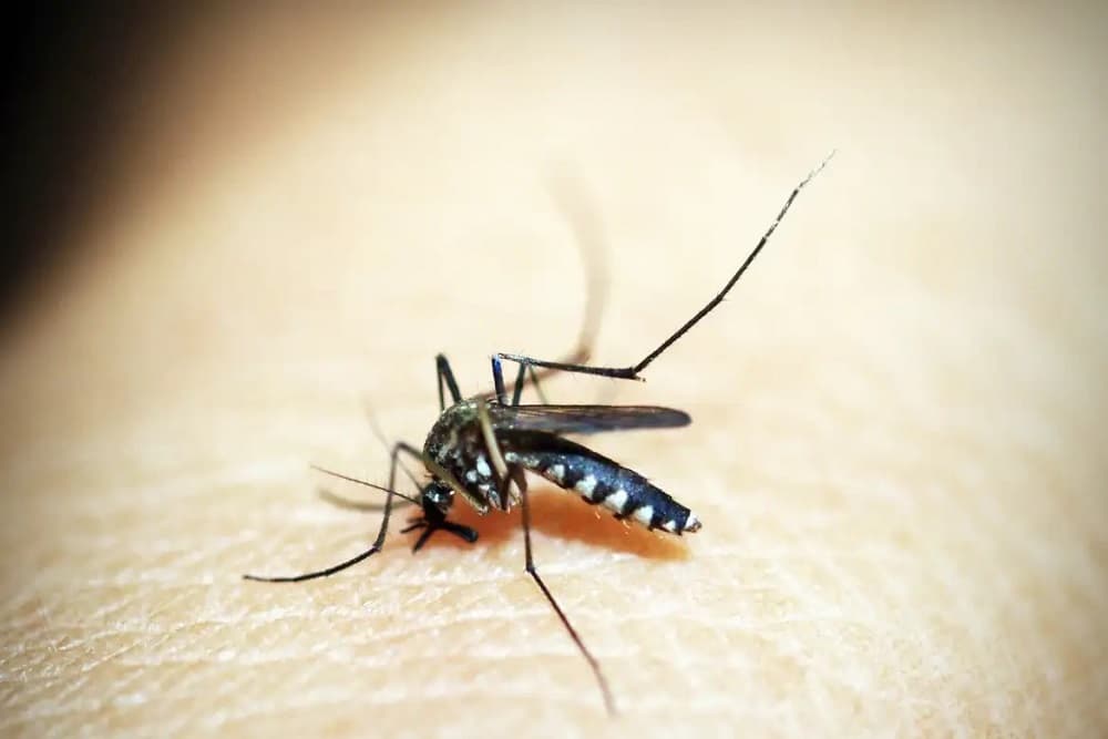RS registra mais duas mortes por dengue; Uma delas ocorreu em Três de Maio