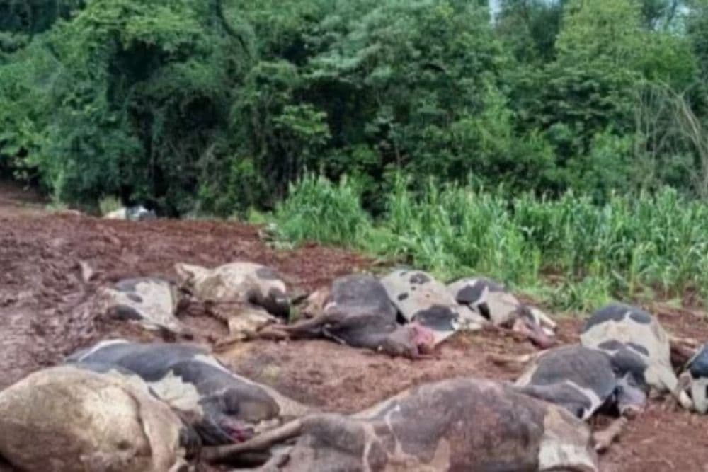 Agricultor perde 48 vacas em Novo Xingu e vive prejuízo superior a R$ 600 mil