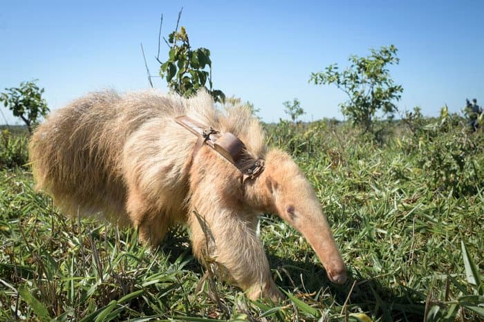 Pesquisadores estudam o único tamanduá-bandeira albino já identificado no planeta