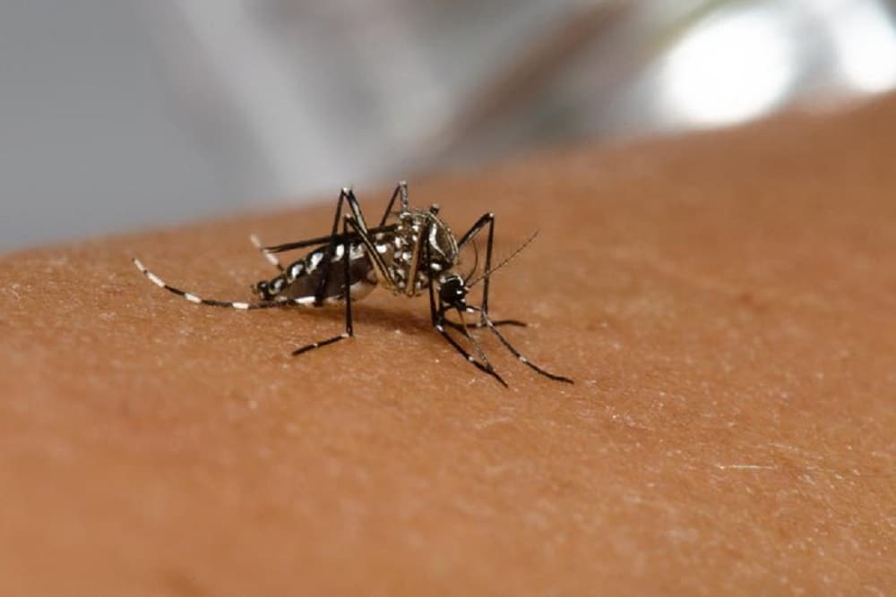 RS chega a 50 mortes por dengue em 2023, diz Secretaria da Saúde