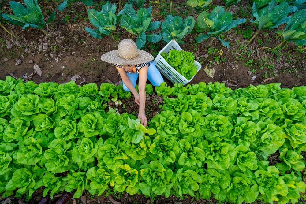 IFFar divulga Chamada Pública da Agricultura Familiar