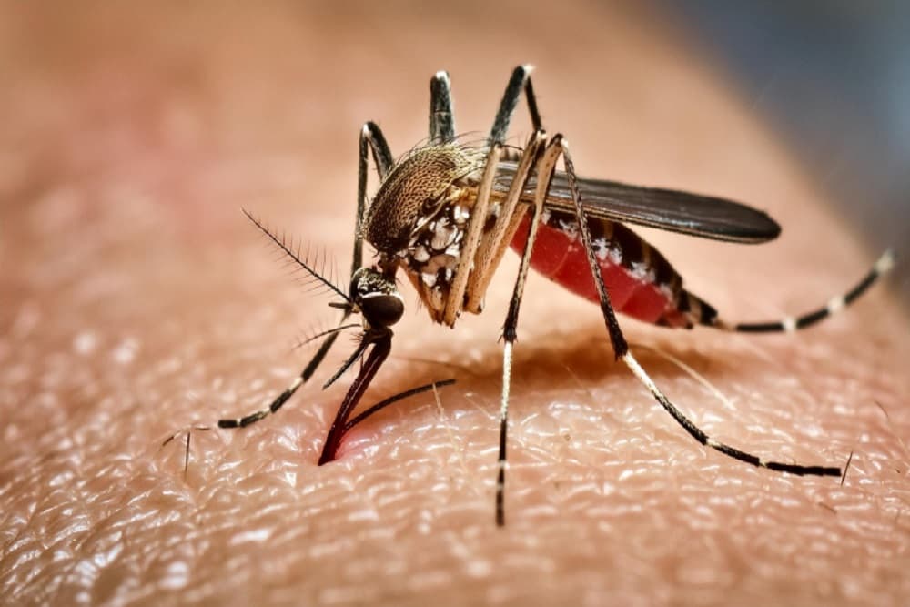 Primeiro óbito por dengue é confirmado em Santo Ângelo