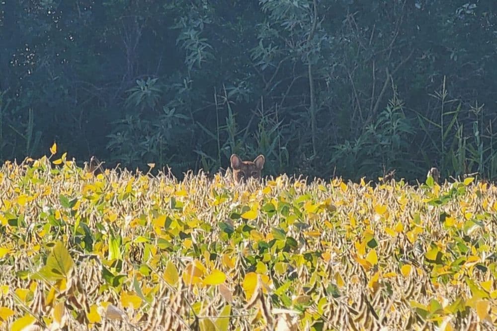 Onça-parda é avistada em propriedade rural de Campo Novo
