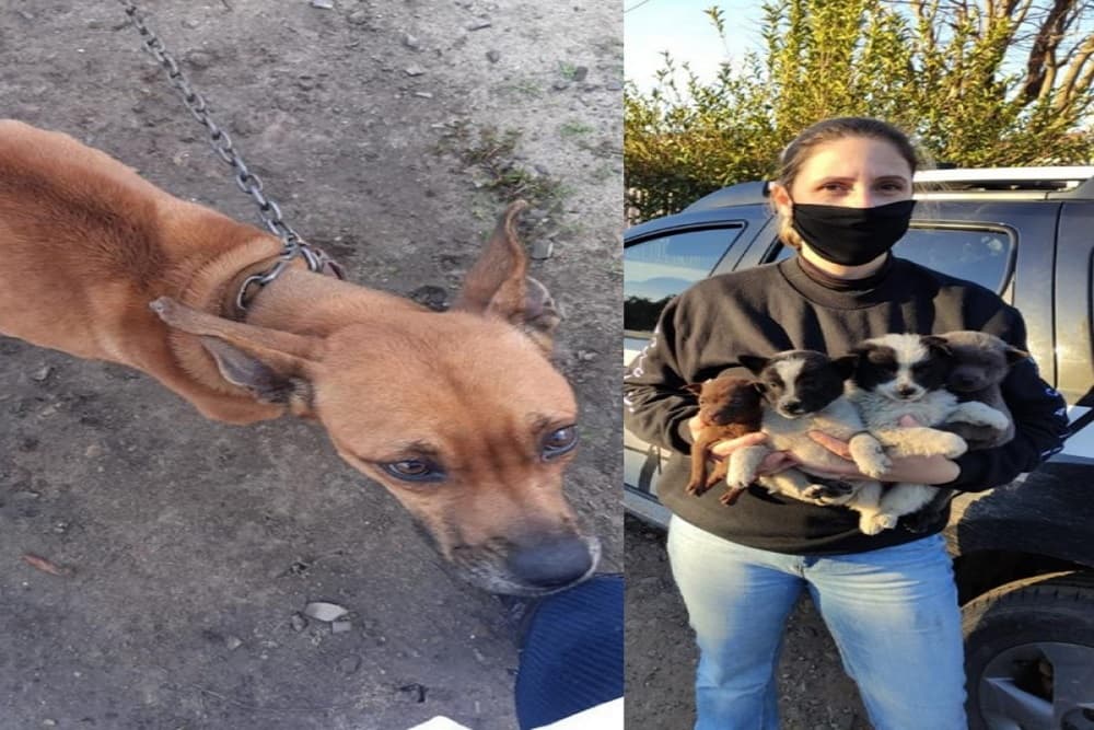 Operação K9 é realizada no combate à crueldade contra os animais