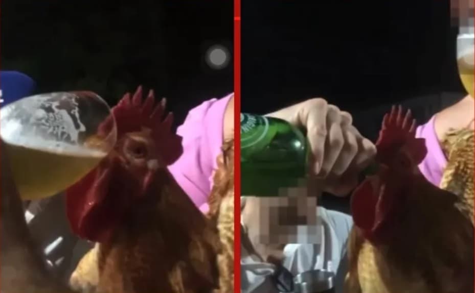 Dois homens são indiciados por dar cerveja a galo durante despedida de solteiro em Panambi