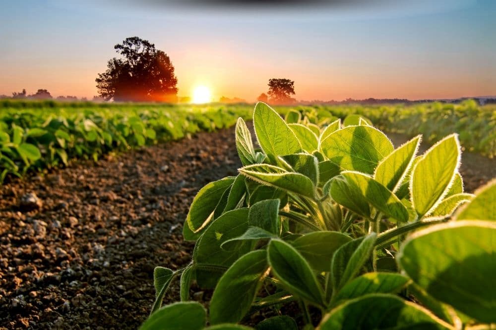 Federação da Agricultura pede prorrogação do plantio da safra de verão no RS