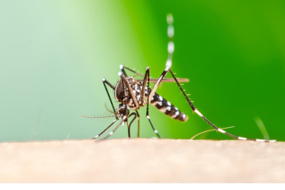 Santo Augusto investiga caso suspeito de chikungunya