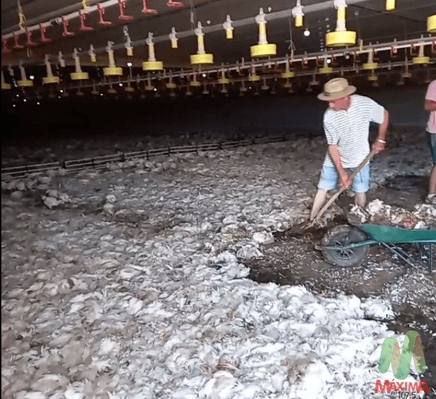 VÍDEO| Cerca de 50 mil frangos morrem após falta de luz em aviários em Ronda Alta