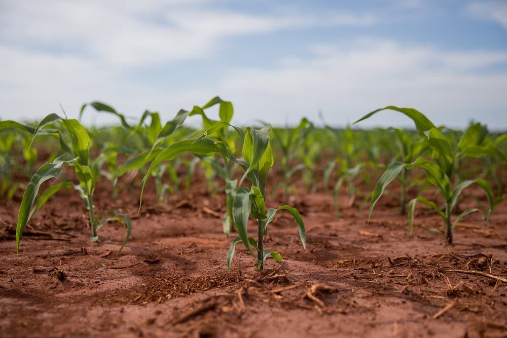 Agência climática confirma ocorrência de LA NIÑA - Sul do Brasil e Argentina são as áreas de maior risco na agricultura