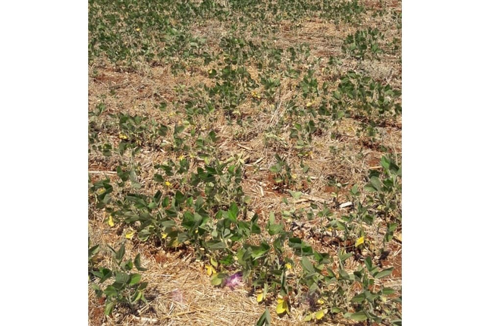 Emater de Santo Augusto estima prejuízo milionário devido à estiagem