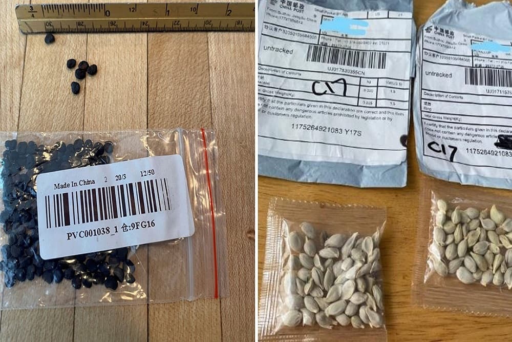 Conheça a fraude que pode explicar as 'sementes misteriosas' que chegam da China