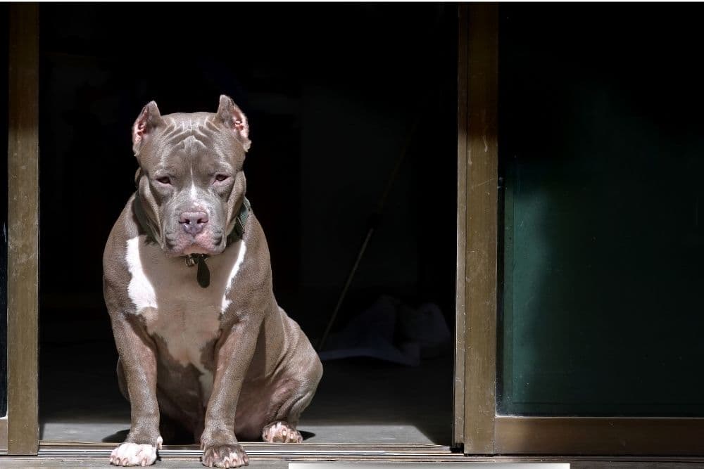 Governo de SC restringe circulação de pitbulls e impõe castração de animais da raça; entenda