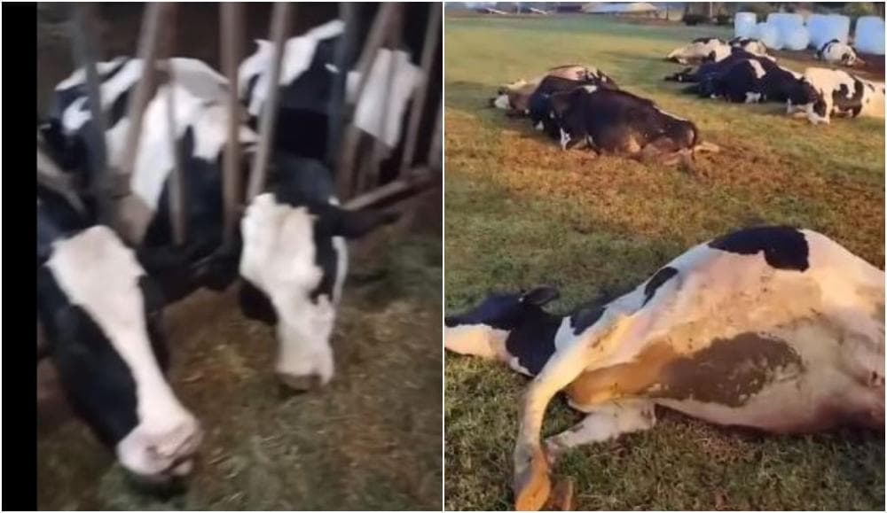 32 vacas leiteiras morrem eletrocutadas no interior do Paraná