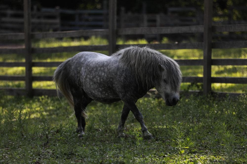 Zoológico de Sapucaia do Sul vai leiloar quase 200 animais