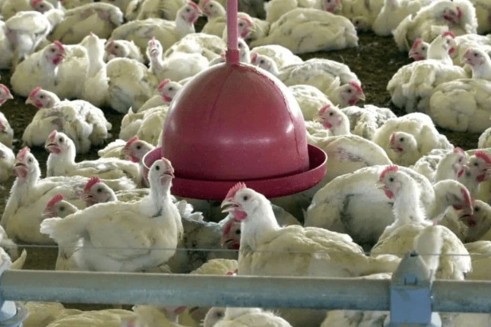 Primeiro caso de gripe aviária em granja comercial do Brasil é detectado no RS