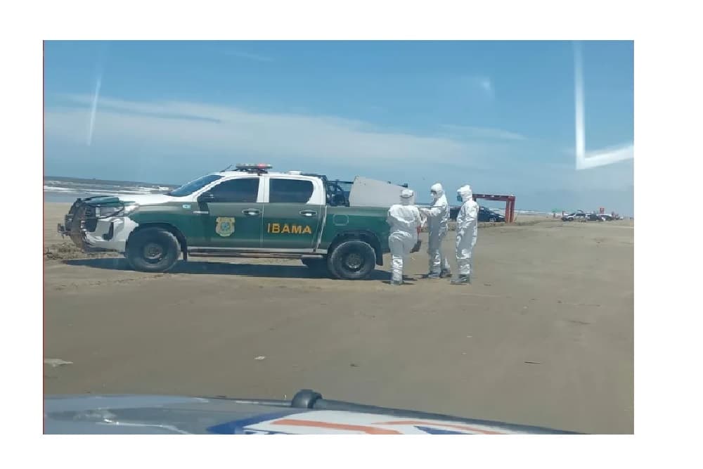 Defesa Civil recolhe centenas de animais marinhos mortos em Santa Vitória do Palmar