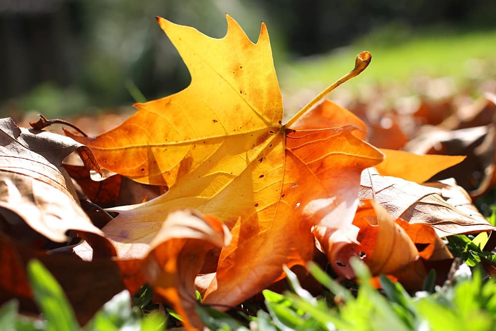 Feriadão de Páscoa terá mínima de 1°C, risco de geada e muita nebulosidade no RS