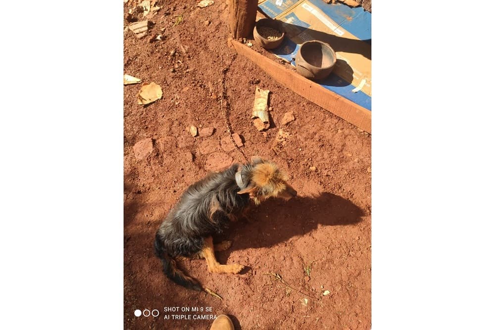 ASAPAN resgata cachorro que vivia em situação de maus-tratos em Santo Augusto