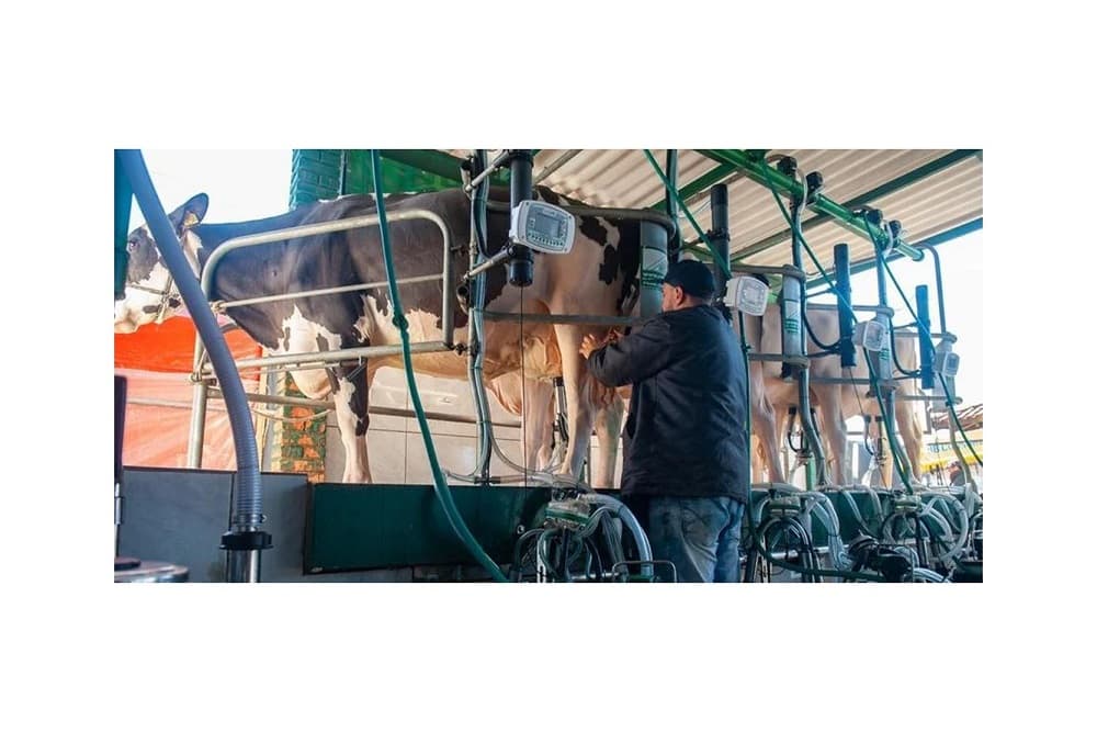 Valor de referência do leite em agosto fica em R$ 2,3870, indicando estabilidade de preços