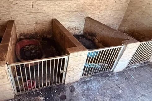 Polícia resgata 41 cachorros e prende homem em flagrante por maus-tratos em Gravataí