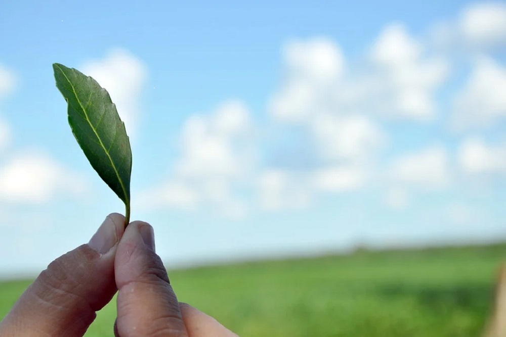 CapaNoticia